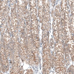 TMEM30A Antibody, Novus Biologicals 0.1mL; Unlabeled:Antibodies, Polyclonal